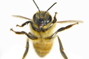 Close-up-of-honey-bee